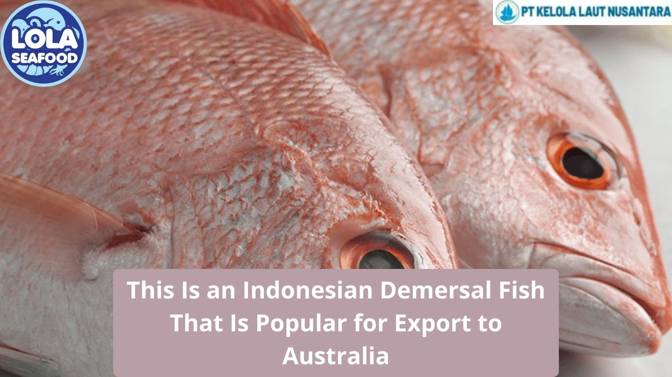 This Is an Indonesian Demersal Fish That Is Popular for Export to Australia